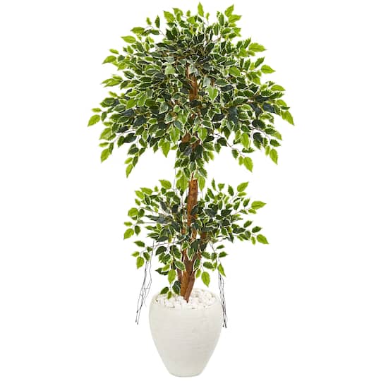 5ft. Variegated Ficus Tree in White Planter